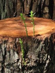 Photo Redwood stump sprouts