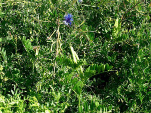 photo-lentil-plant-live